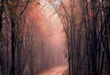 乐鱼体育app-日本乒乓球队碾压瑞典，张本智和爆发神勇引爆全场